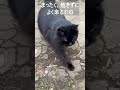 何のよう？ shorts ねこ ねこのきもち 猫のいる暮らし さくら猫 何のよう クーちゃん