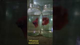 betta fish ஒரு சில வகை மீன்கள் தவிர மற்ற மீன் வகைகளுடன் இதை வளர்க்கலாம்