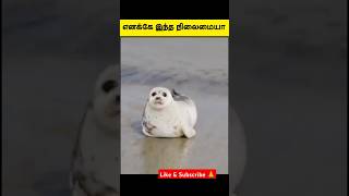 என்ன இப்படி ஆகிடுச்சு🤣 #funny #petcomedy #funnydog #comedy #petlaughs #funnypet #doglover