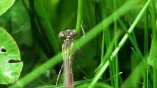 Large Red Damselflies in Close Up