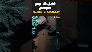 ஒரே இடத்தில் திடீரென கூடிய யானைகள் | #shorts | #elephant | #coimbatore