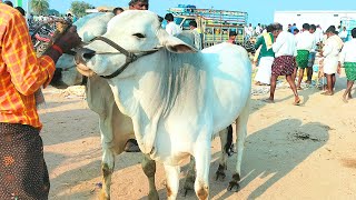 ఈ కోడెలు చాల బాగున్నాయ్/ ieeja santha / ieeja market / pasuvula santha / sale for bulls / dhudalu