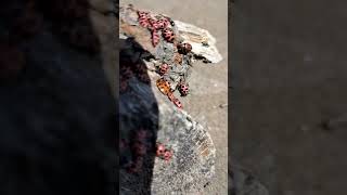 Pink Spotted Lady Beetles on Driftwood at Wasaga, (Ontario Provincial Park) Beach One, ON, Canada