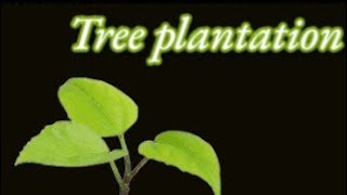 বৃক্ষরোপণ কর্মসূচি।tree plantation program or project