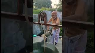 101 years old Brahmin taking the water from well for his bath and Sandhyavandanam.. | #shorts