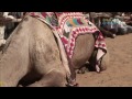 【k】india travel pushkar 인도 여행 푸쉬카르 낙타 축제 ‘낙타 댄스 경연대회’ camel market fair festival camel dance contest