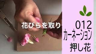 カーネーションの押し花の作り方