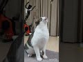 ジャンプしすぎて足が上がらなくなった猫のじゃれ方がかわいい