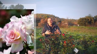 Matthias Meilland presents 6 classic Meilland rose varieties