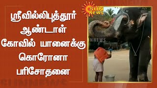 ஸ்ரீவில்லிபுத்தூர் ஆண்டாள் கோவில் யானைக்கு கொரோனா பரிசோதனை | Srivilliputhur Aandaal Temple