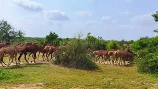 See How Camels have blocked the road? Don't forget to watch the video @ComebackCamels of