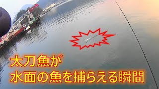 太刀魚が、水面の魚を捕食する瞬間！　 長崎市