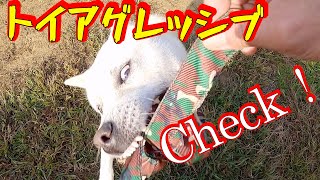 飼い主を噛んだ紀州犬（キッシュくん）物への執着をチェックしてみた👍犬を迎え入れた日からやるべき事の補足