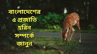 বাংলাদেশের ৫ প্রজাতি হরিন সম্পর্কে জানুন ।  5 Types of Deer in Bangladesh