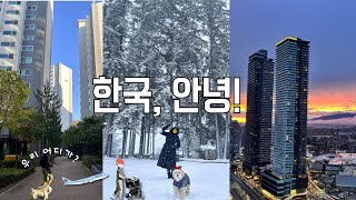 🛫신혼 살림 처분하고 한국 떠난 이유 | 🐶랑 13시간 비행 | 프로N잡러