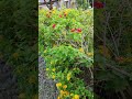 紅花黃橘花馬纓丹，紫薇，芭樂，將軍村市集公園 #foryou #市集 #新竹 #shorts #將軍村 #咖啡 #手繪 #志工