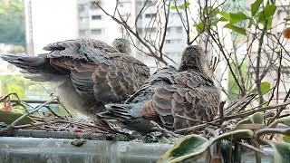 金背鳩7 20230404,鳥齡14天。母鳥餵食好像會選擇，母鳥拒絕餵食時，會把嘴喙撇開以躲避幼鳥求食。