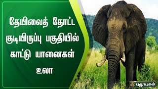 தேயிலைத் தோட்ட குடியிருப்பு பகுதியில் காட்டு யானைகள் உலா | வால்பாறை | செய்தித்துளிகள் | PuthuyugamTV