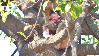 New Mother Monkey MARILY grooming Newborn girl MARIA On the tree