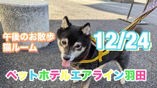 12/24 午後☀️ワンちゃんお散歩ドックラン〜 猫ちゃん〜キャットルームのご様子です♪羽田空港近くのペットホテルエアライン羽田にご宿泊中のペットちゃん達です♡無料送迎なので楽々チェックイン‼︎