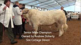 Christmas Cracker 2012 - Irish Charolais Cattle society