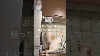 食いしん坊過ぎて思わぬ力を発揮するせのび【保護猫せのびあくび】#Shorts