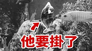 開箱日本難以言喻的水族館