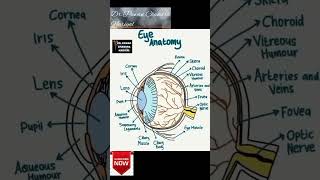 Eye Anatomy  #shorts