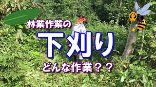 林業作業の下刈り作業はどんな内容？CO2削減のために植林が注目されますが、植えた後の育林作業が大切で、その中の下刈りという造林作業について紹介します。