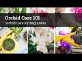 Orchid Care 101 / Orchid Care for Beginners