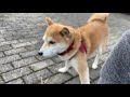 ママが散歩行こうと急かすがパパが休憩してる時の柴犬の対応