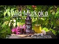 Where to Buy Local Elderberry Syrup in Ontario ~ Wild Muskoka Botanicals