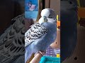 思考很久 虎皮鸚鵡 budgie セキセイインコ parakeet