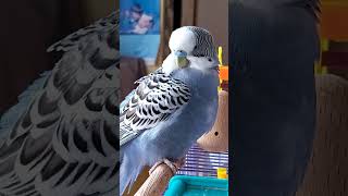 思考很久                                                              #虎皮鸚鵡 #budgie #セキセイインコ #parakeet