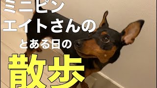 【愛犬の日常VLOG】〜愛犬ミニピンエイトの日常〜