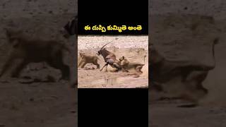 ఈ దుప్పి కుమ్మితె అంతె|Lion hunting east African Oryx #lionattack #shorts #wildlife #janardhan_facts