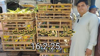 Birds Market Lalukhet Jaal update 16-2-25 By Sohail Ahmed TV