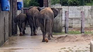 一緒に行動するアフリカゾウファミリー🌈とべ動物園にて2020年9月30日