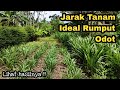 Jarak Tanam Ideal Penanaman Rumput Odot !!