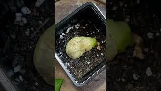 Growing a mango seed 🌱 2 year update! #plants #houseplants #mangotree #garden #plantcare