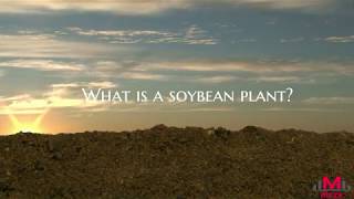 What is a soybean plant?