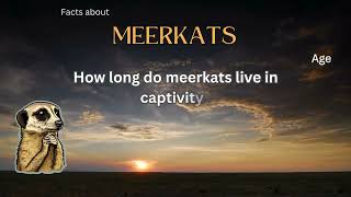 Meerkat Fact 2 - How long do meerkats live in captivity?