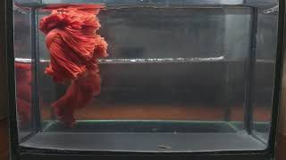 BETTA FISH SUPER RED HAWK ROSE TAIL HM MALE