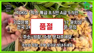 (판매종료) 23년산 햇 생강 특 10kg 생강 판매 #생강판매 #생강주문 #생강가격