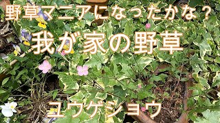 神奈川県・厚木市・愛川町・鳶尾山・私の庭は道端の野草の『野草園」になりつつあります