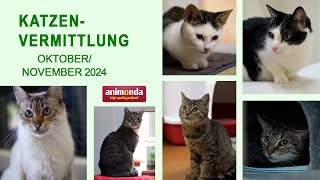 Katzenvermittlung - Oktober/November 2024 (Tierheim Hannover TV)