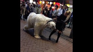 山手線 渋谷駅 スクランブル交差点に白熊を散歩させるロシア人 シロクマ　 10月8日