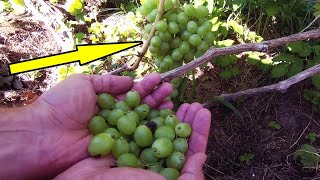 🔴🔴I Had to Thin Laura's Bunch. Grapes in Belarus