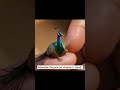 vibrant encounter majestic peacock perched on human hand shorts ytshorts trending