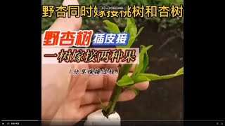 在野杏樹上嫁接兩種果子树，分享嫁接全過程￼